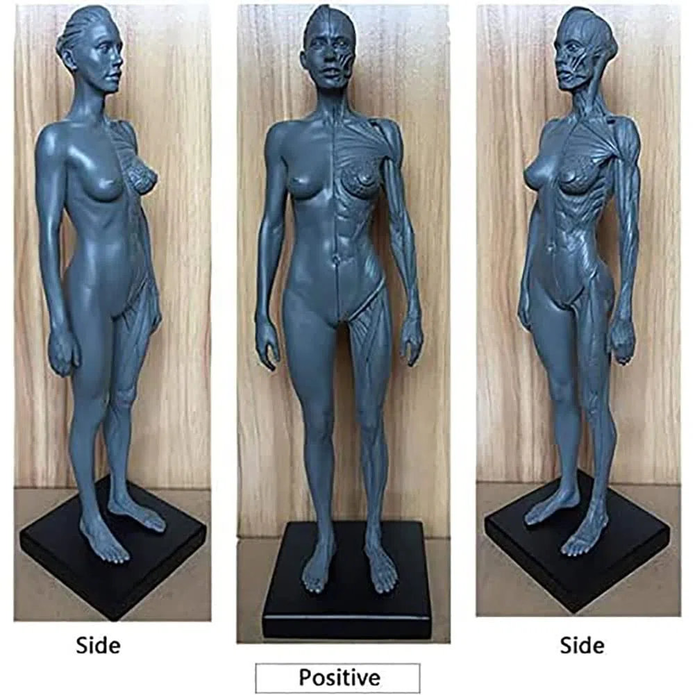 Anatomia del Corpo Umano Figura, Muscolo Maschio Donne Umano Scheletro Modello Anatomico, Anatomico Umano Muscolare Bone Modello, Riferimento per L'artista, 30 cm, 2 Pezzi