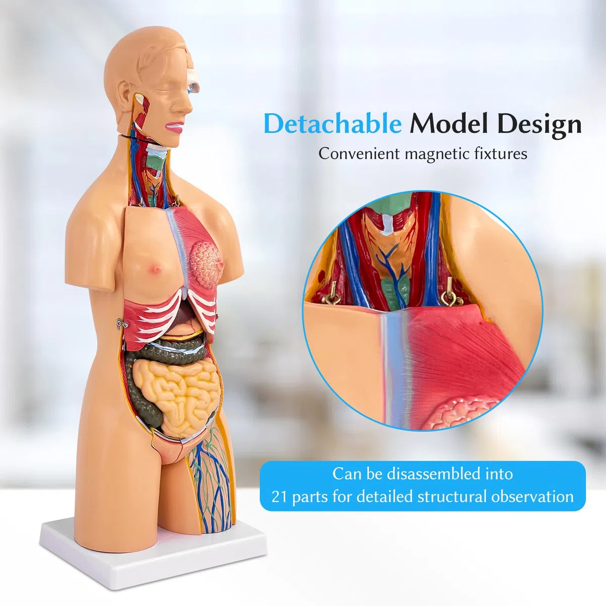 Modello Corpo Umano Con Organi, Modello Anatomico di Torso Unisex 55 cm, 21 Parti Rimovibili, Per Studenti di Medicina, Medici e Insegnanti