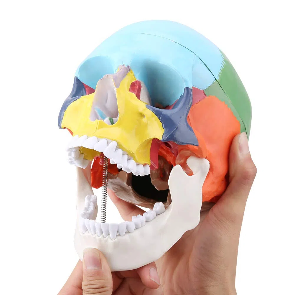 Anatomico Cranio Umano Modello Magnetico Staccabile Con Carta Di Riconoscimento Per Plastica Per Insegnamento Medico Didattico Anatomico Per Studio Anatomico Per Formazione Medica