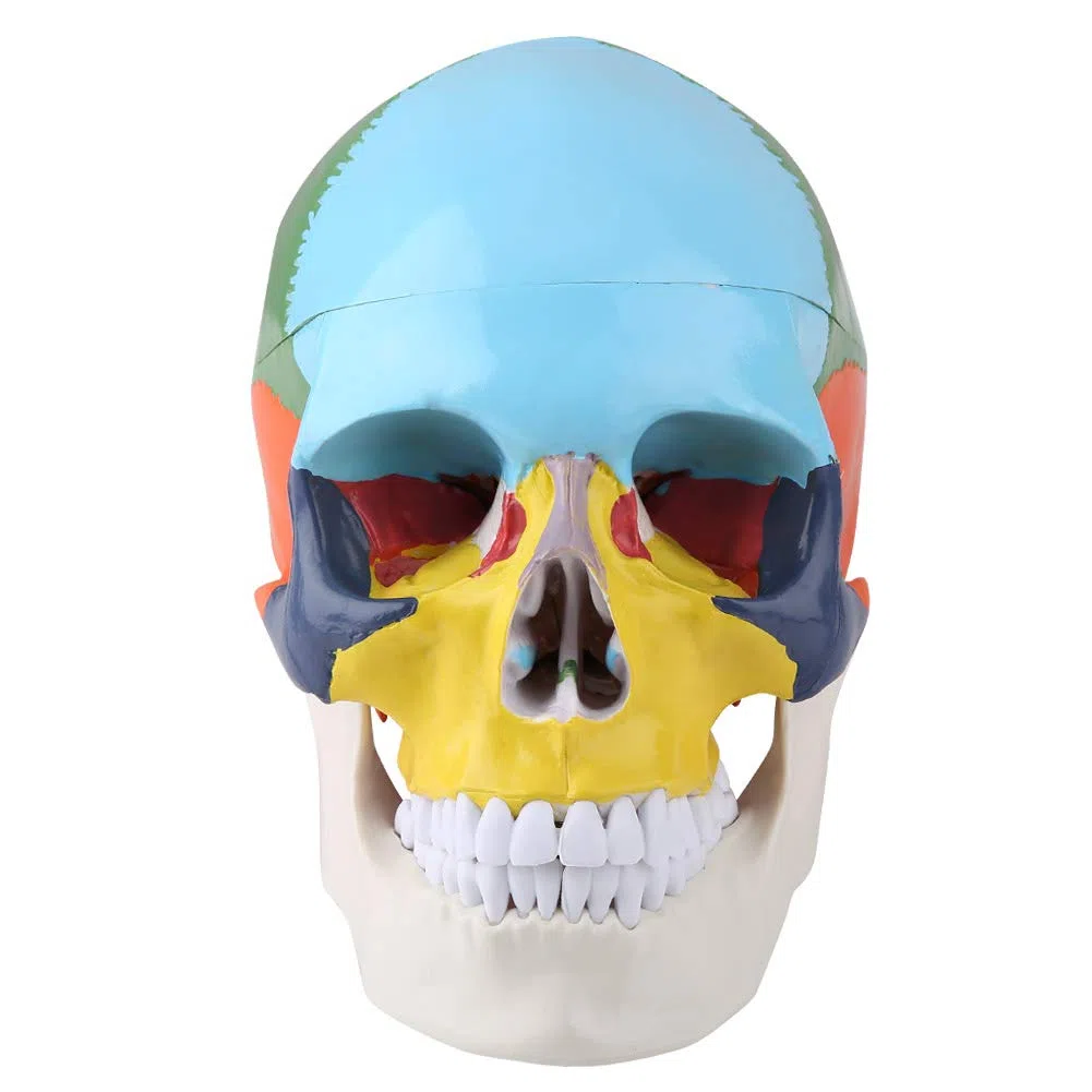 Anatomico Cranio Umano Modello Magnetico Staccabile Con Carta Di Riconoscimento Per Plastica Per Insegnamento Medico Didattico Anatomico Per Studio Anatomico Per Formazione Medica