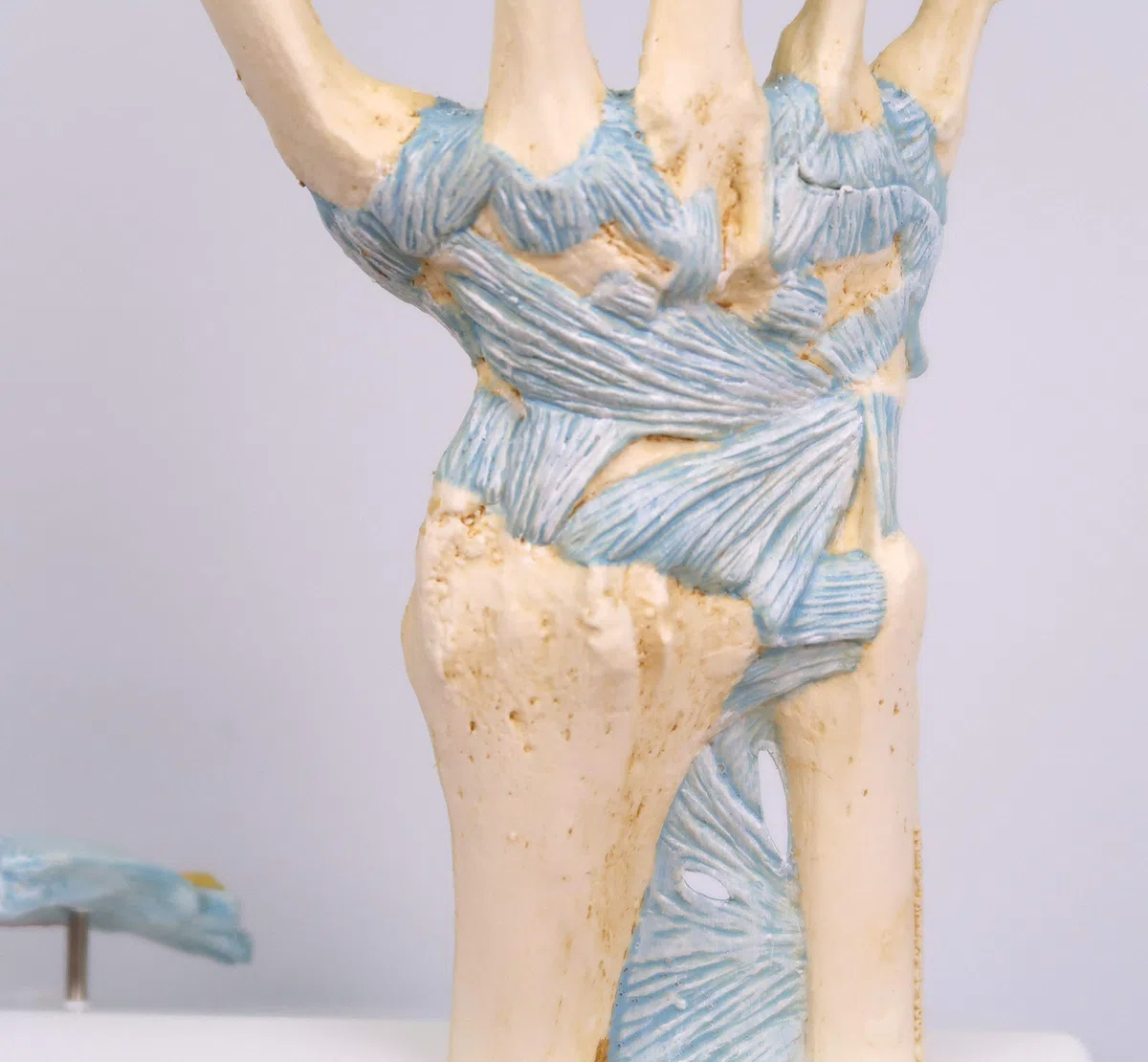 3B Scientific M33 Modello di Scheletro della Mano con Legamenti e Tunnel Carpale + software gratuito di anatomia - 3B Smart Anatomy