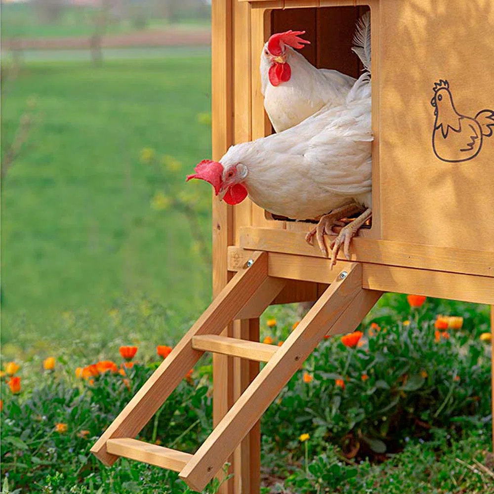 Ferplast Pollaio Casetta per polli Galline ovaiole HEN HOUSE 30 da esterno, in legno FSC, per circa 6 galline, Accessori inclusi