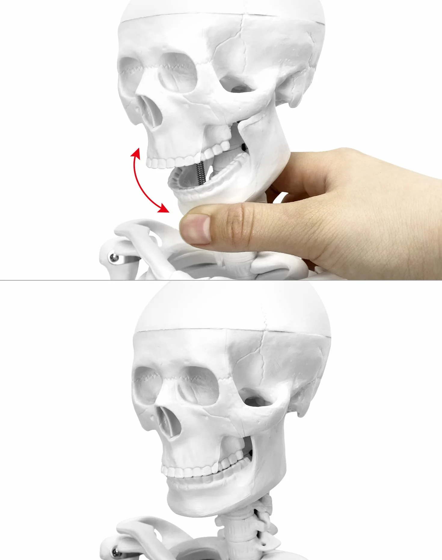 QWORK® Modello Anatomico Scheletro Umano, 85 cm, Flessibile, Per Strumento di Visualizzazione dell'Insegnamento