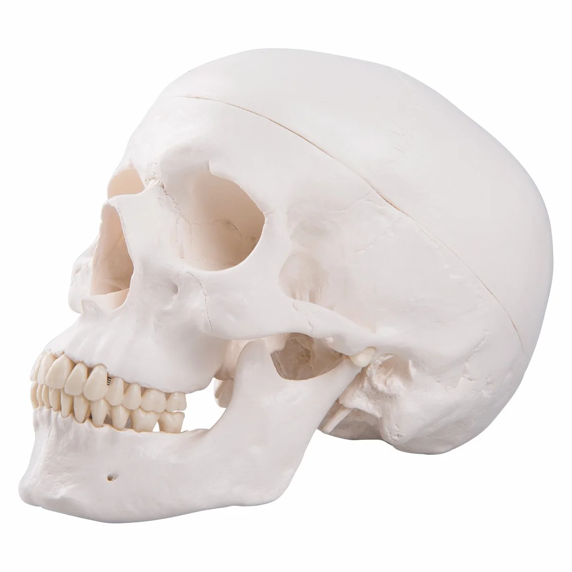 3B Scientific A20 Cranio, Modello Classico, in 3 Parti + software gratuito di anatomia - 3B Smart Anatomy