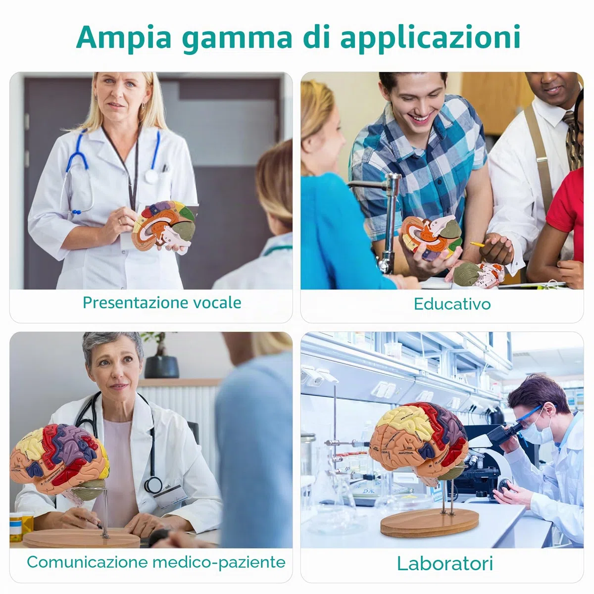 Modello Anatomico di Cervello Umano, 2x Modello Di Anatomia Cerebrale Con Codice Colore A 4 Parti Con Figure A 9 Staccabili per la Visualizzazione di Medico di Neuroscienze Scienze Ricerca