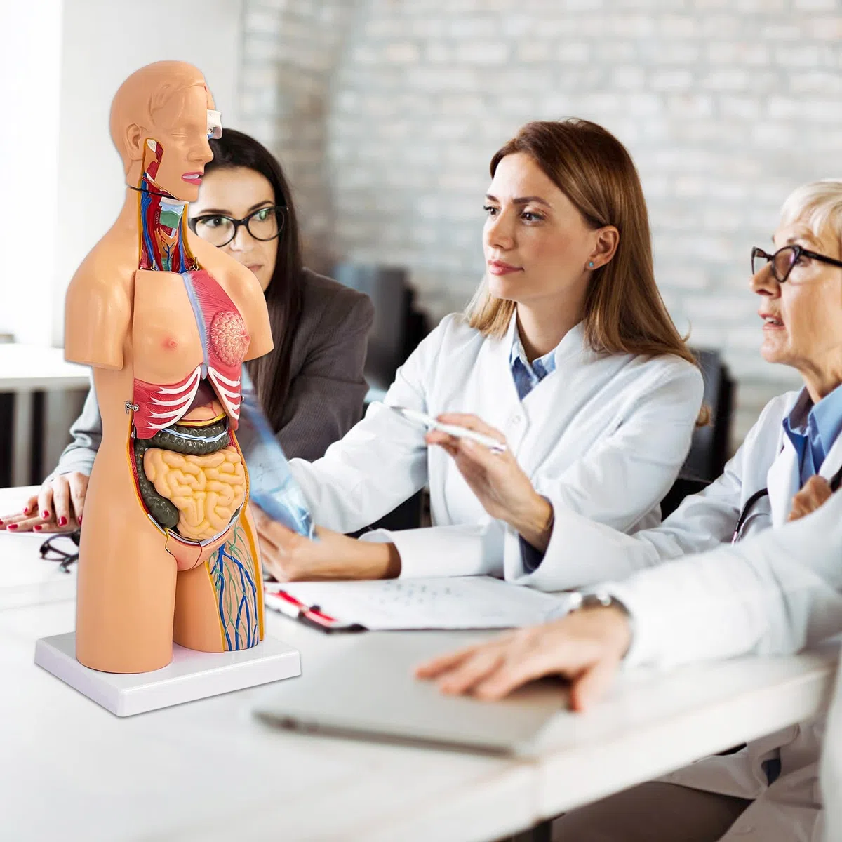 Modello Corpo Umano Con Organi, Modello Anatomico di Torso Unisex 55 cm, 21 Parti Rimovibili, Per Studenti di Medicina, Medici e Insegnanti