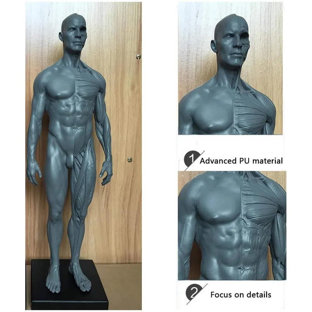 Anatomia del Corpo Umano Figura, Muscolo Maschio Donne Umano Scheletro Modello Anatomico, Anatomico Umano Muscolare Bone Modello, Riferimento per L'artista, 30 cm, 2 Pezzi
