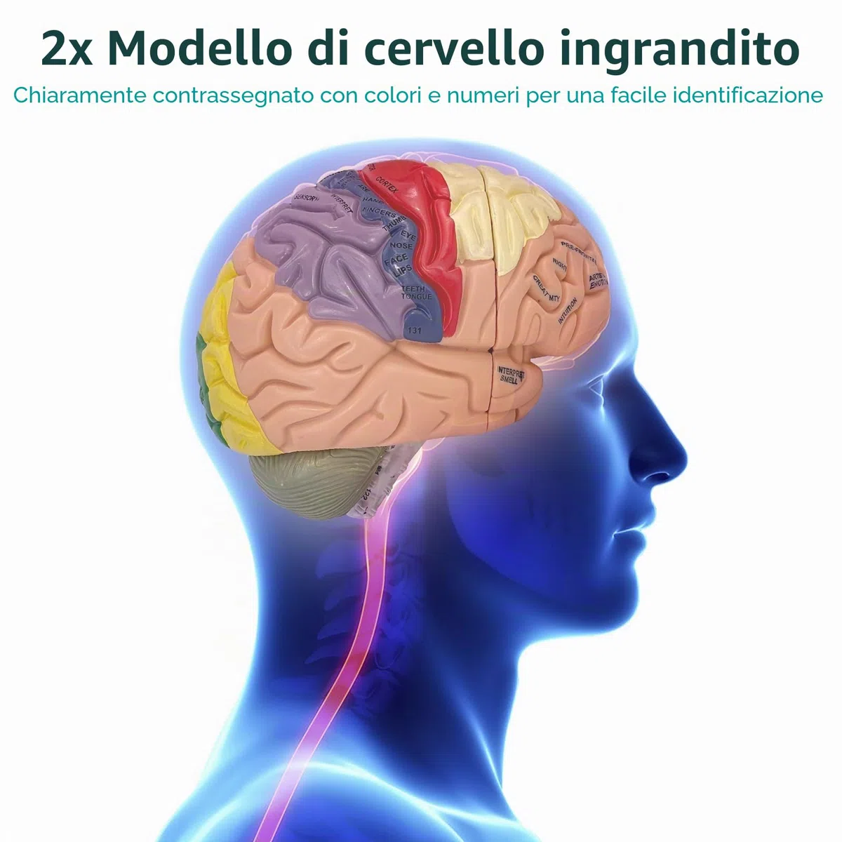 Modello Anatomico di Cervello Umano, 2x Modello Di Anatomia Cerebrale Con Codice Colore A 4 Parti Con Figure A 9 Staccabili per la Visualizzazione di Medico di Neuroscienze Scienze Ricerca