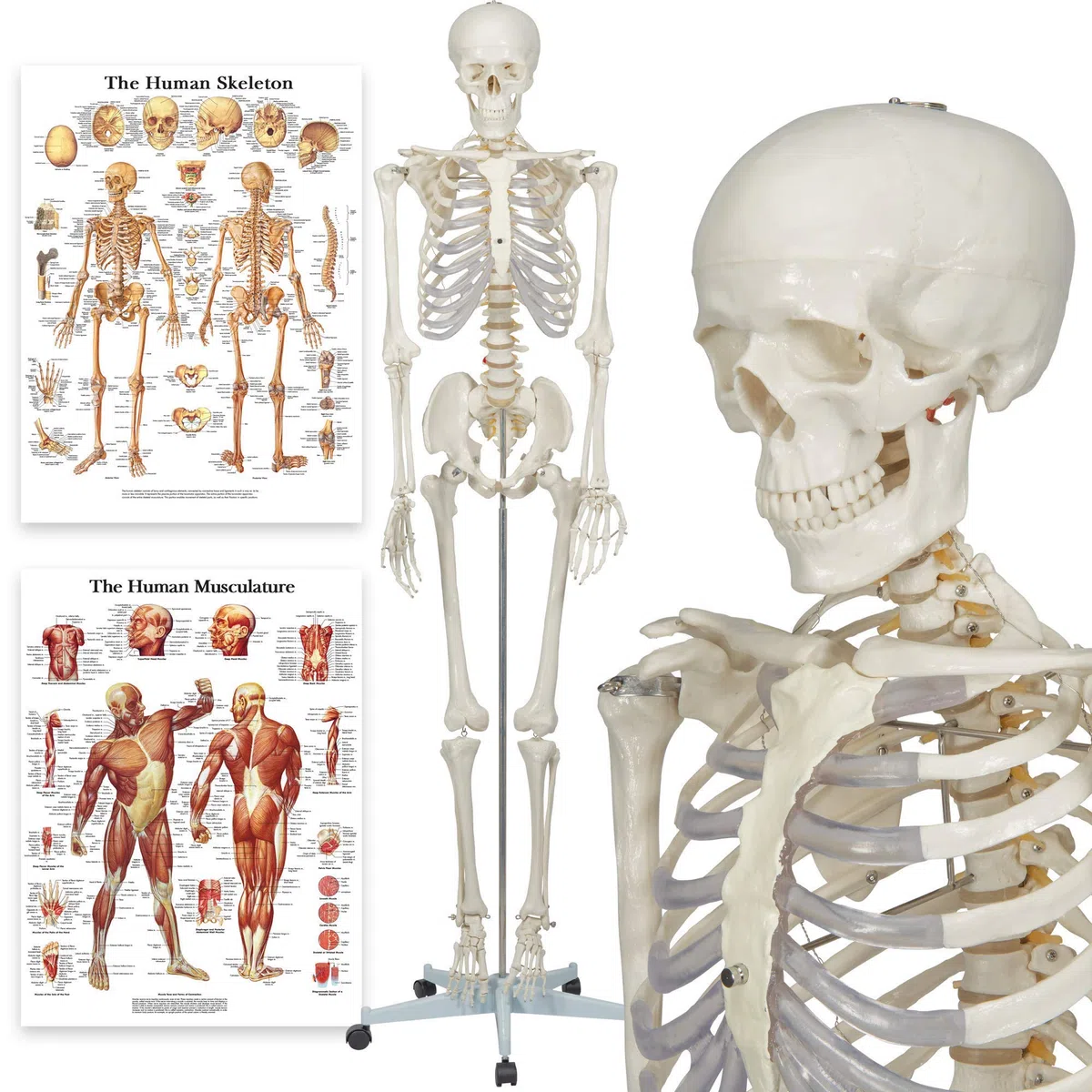 Elementary Anatomy 1021930, Modello Anatomico di Scheletro Umano, Grandezza Naturale 175 cm -Halloween
