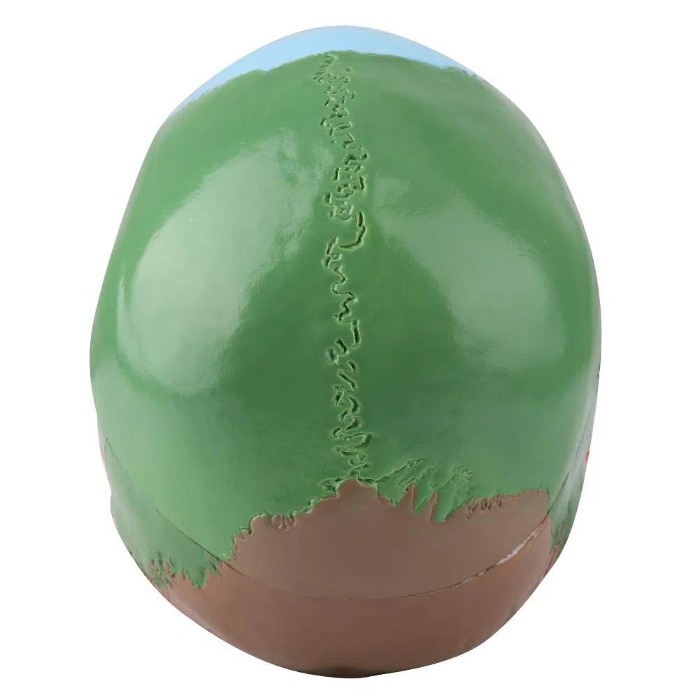 Anatomico Cranio Umano Modello Magnetico Staccabile Con Carta Di Riconoscimento Per Plastica Per Insegnamento Medico Didattico Anatomico Per Studio Anatomico Per Formazione Medica
