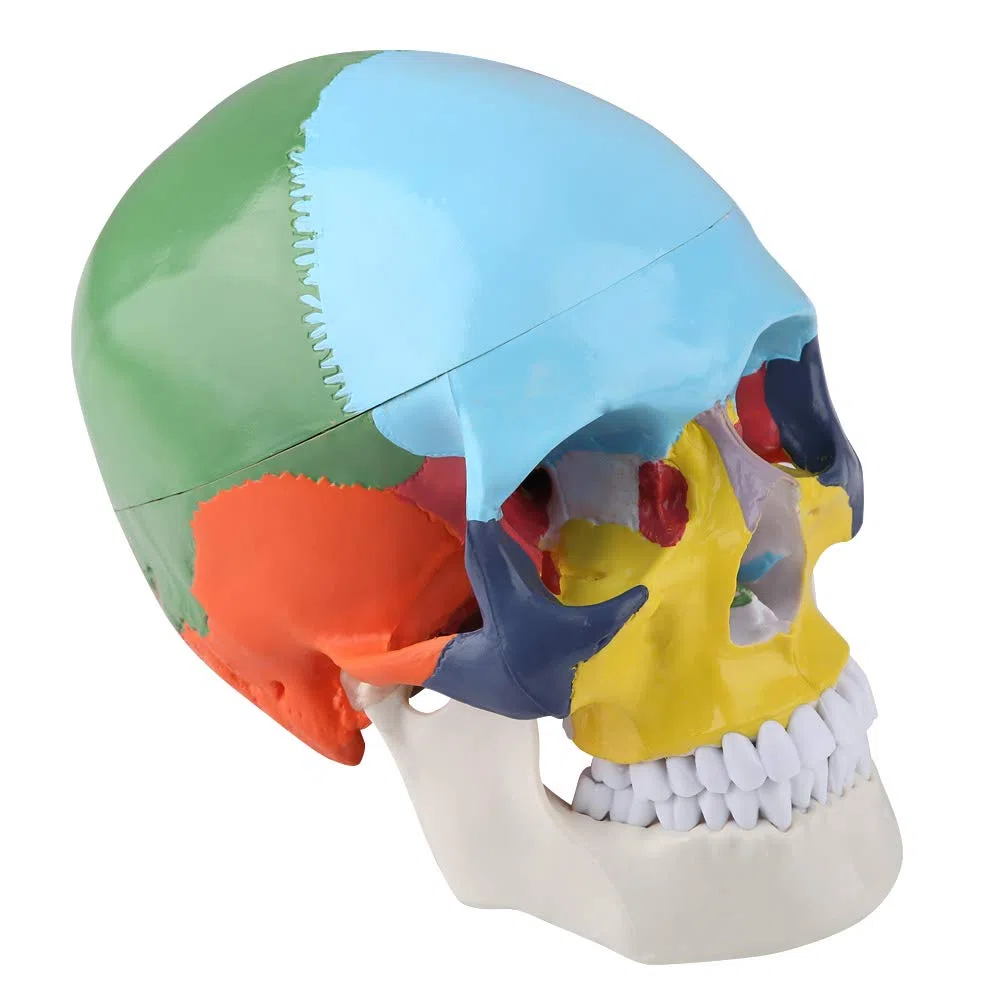 Anatomico Cranio Umano Modello Magnetico Staccabile Con Carta Di Riconoscimento Per Plastica Per Insegnamento Medico Didattico Anatomico Per Studio Anatomico Per Formazione Medica