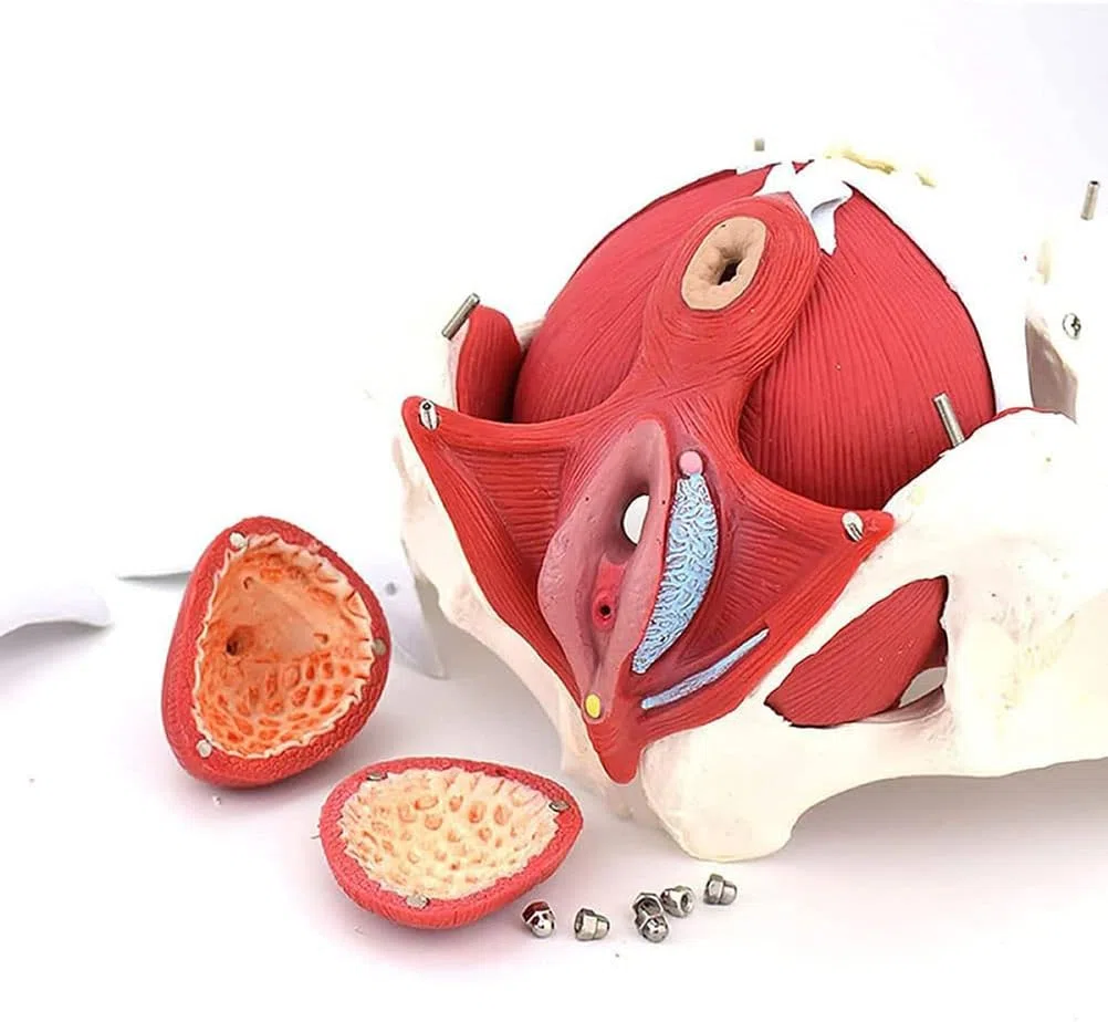 Modello Bacino Femminile Scheletro Femminile Pavimento pelvico Modello pelvico anatomico Bacino Femminile Modello Pavimento pelvico Formazione università ClinicheLaboratorio