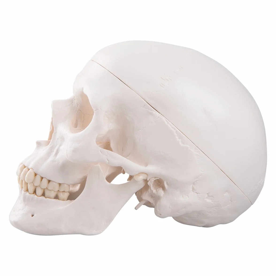 3B Scientific A20 Cranio, Modello Classico, in 3 Parti + software gratuito di anatomia - 3B Smart Anatomy
