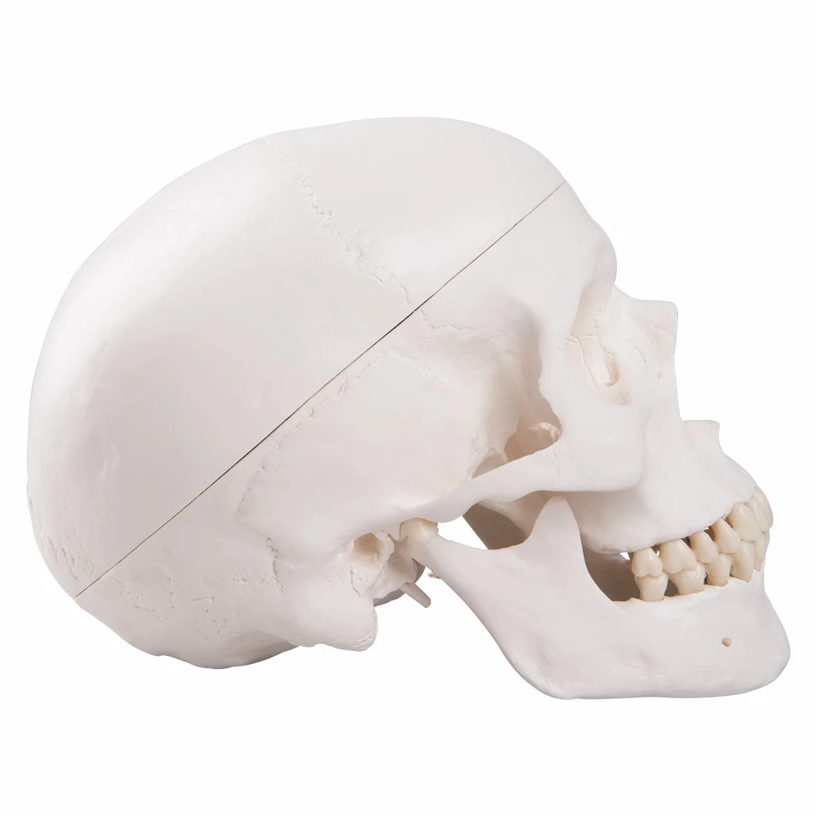 3B Scientific A20 Cranio, Modello Classico, in 3 Parti + software gratuito di anatomia - 3B Smart Anatomy