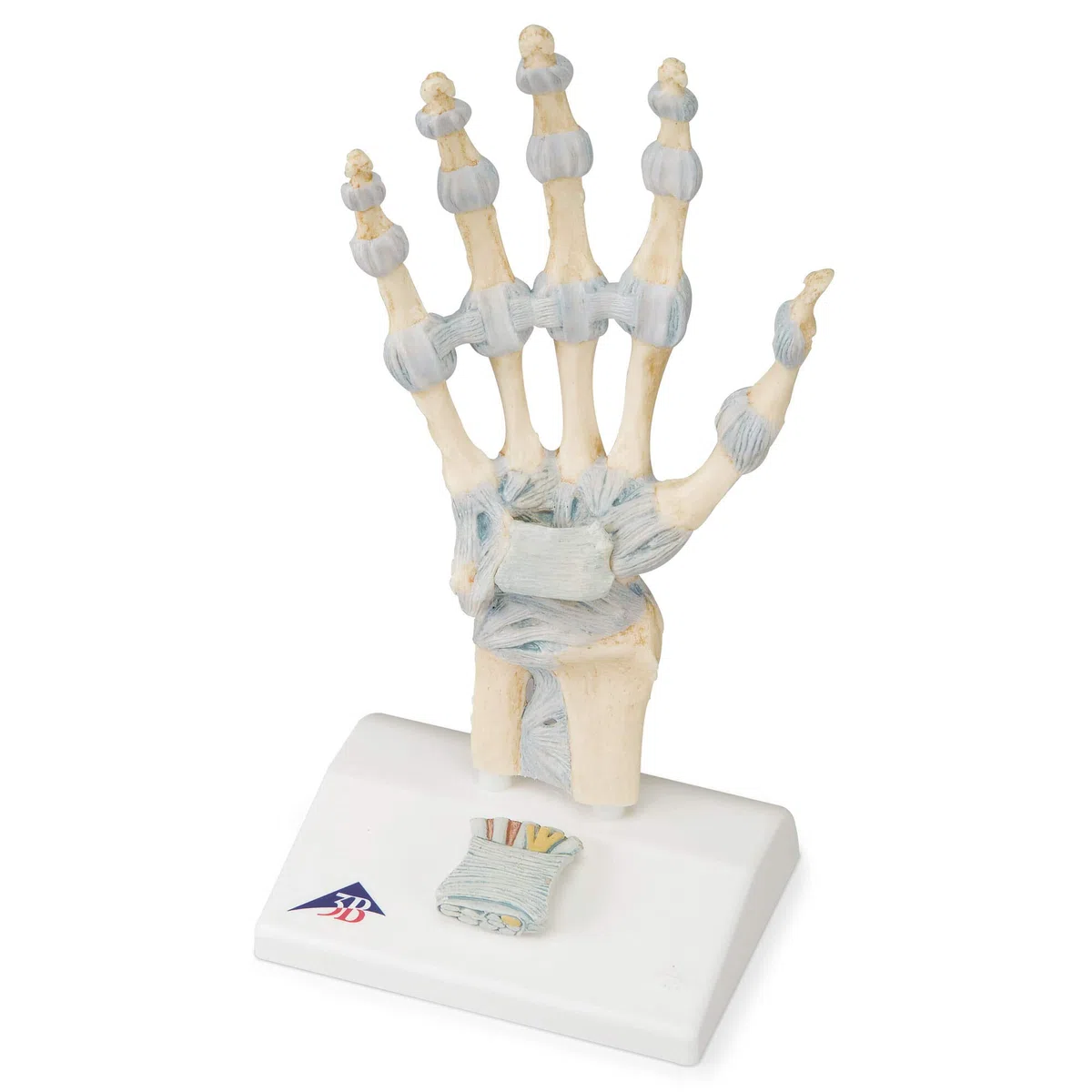3B Scientific M33 Modello di Scheletro della Mano con Legamenti e Tunnel Carpale + software gratuito di anatomia - 3B Smart Anatomy