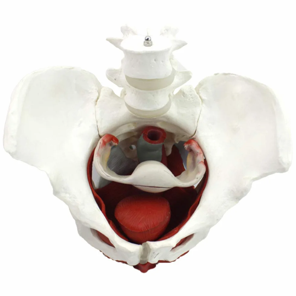 Modello Bacino Femminile Scheletro Femminile Pavimento pelvico Modello pelvico anatomico Bacino Femminile Modello Pavimento pelvico Formazione università ClinicheLaboratorio
