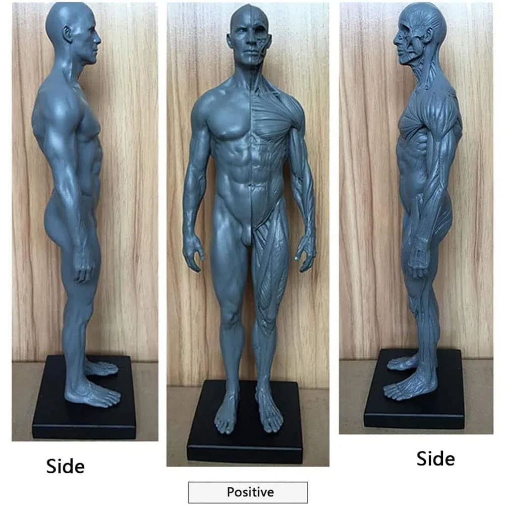 Anatomia del Corpo Umano Figura, Muscolo Maschio Donne Umano Scheletro Modello Anatomico, Anatomico Umano Muscolare Bone Modello, Riferimento per L'artista, 30 cm, 2 Pezzi