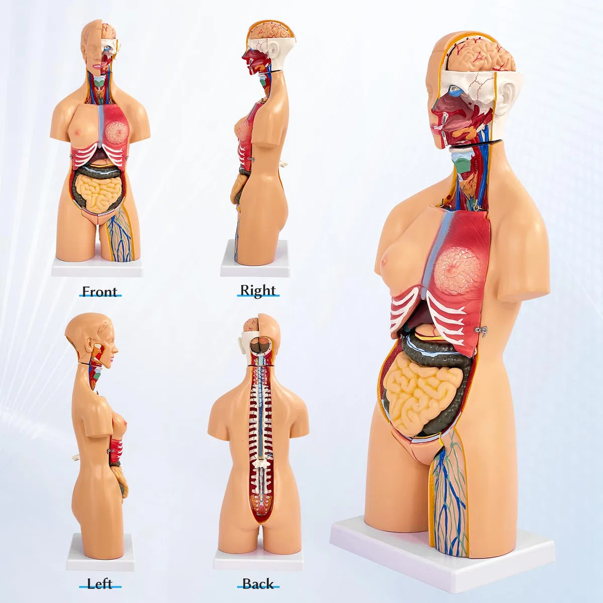 Modello Corpo Umano Con Organi, Modello Anatomico di Torso Unisex 55 cm, 21 Parti Rimovibili, Per Studenti di Medicina, Medici e Insegnanti
