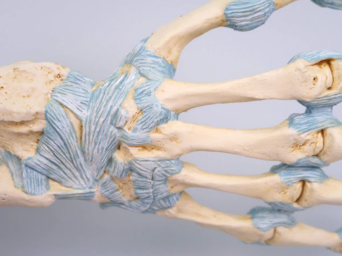 3B Scientific M33 Modello di Scheletro della Mano con Legamenti e Tunnel Carpale + software gratuito di anatomia - 3B Smart Anatomy