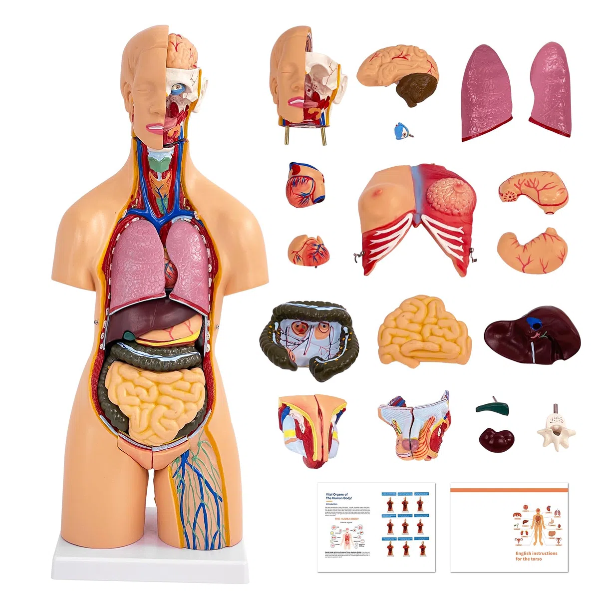 Modello Corpo Umano Con Organi, Modello Anatomico di Torso Unisex 55 cm, 21 Parti Rimovibili, Per Studenti di Medicina, Medici e Insegnanti