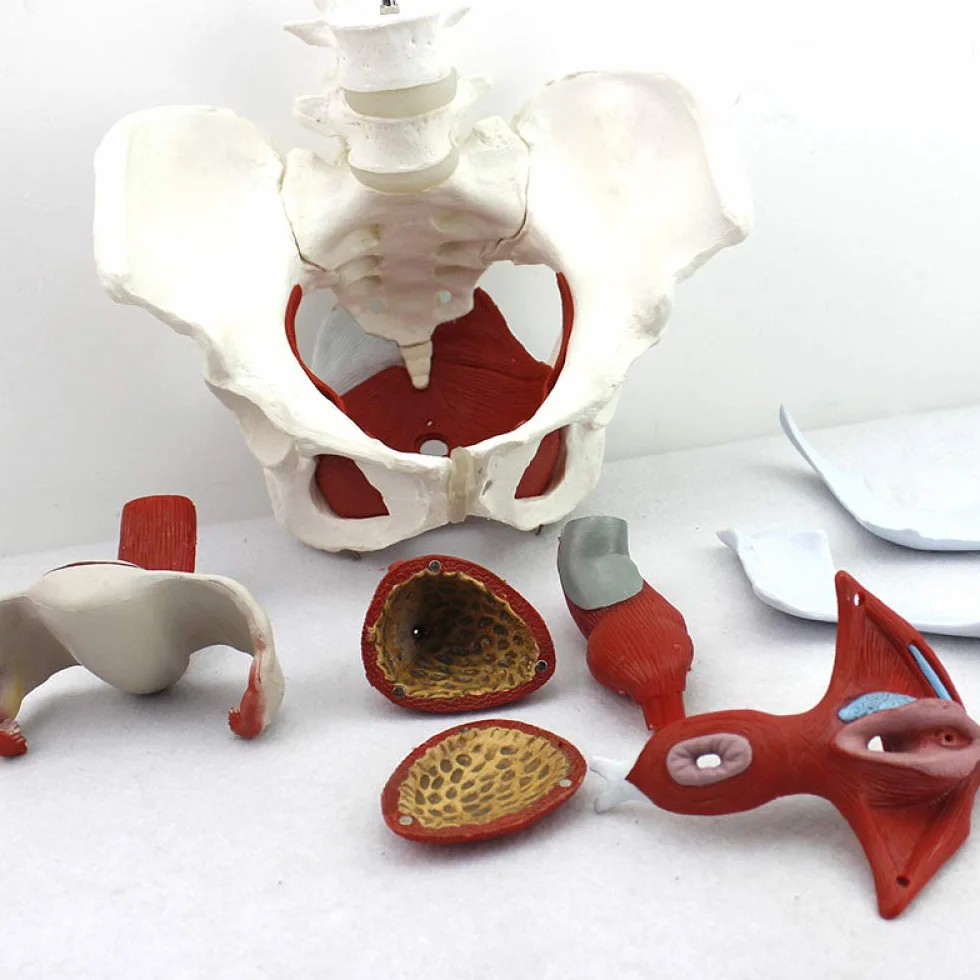 Modello Bacino Femminile Scheletro Femminile Pavimento pelvico Modello pelvico anatomico Bacino Femminile Modello Pavimento pelvico Formazione università ClinicheLaboratorio