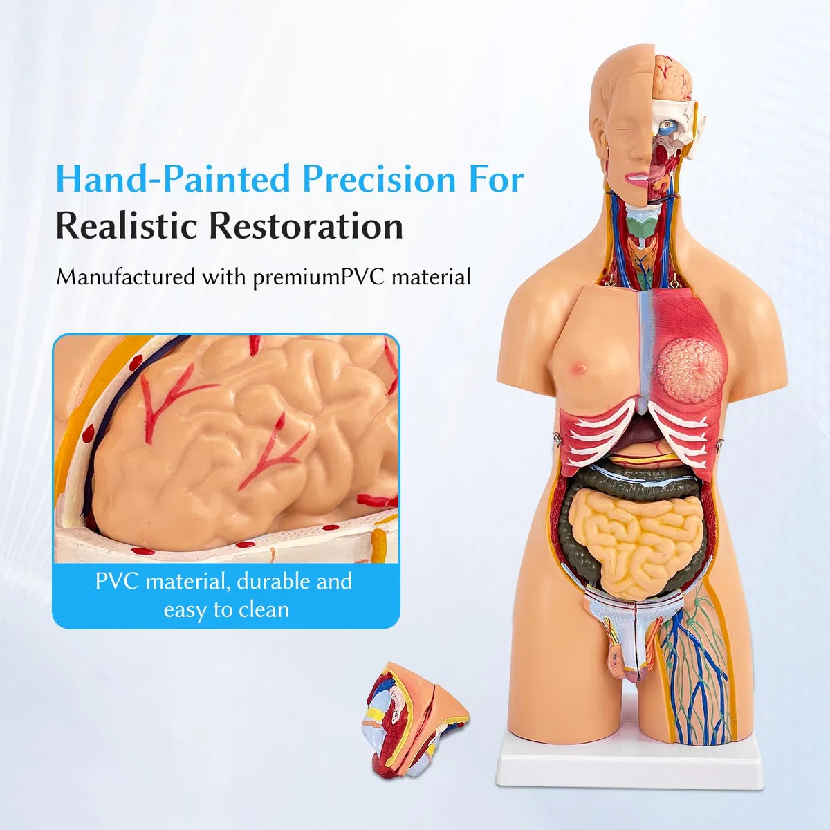 Modello Corpo Umano Con Organi, Modello Anatomico di Torso Unisex 55 cm, 21 Parti Rimovibili, Per Studenti di Medicina, Medici e Insegnanti