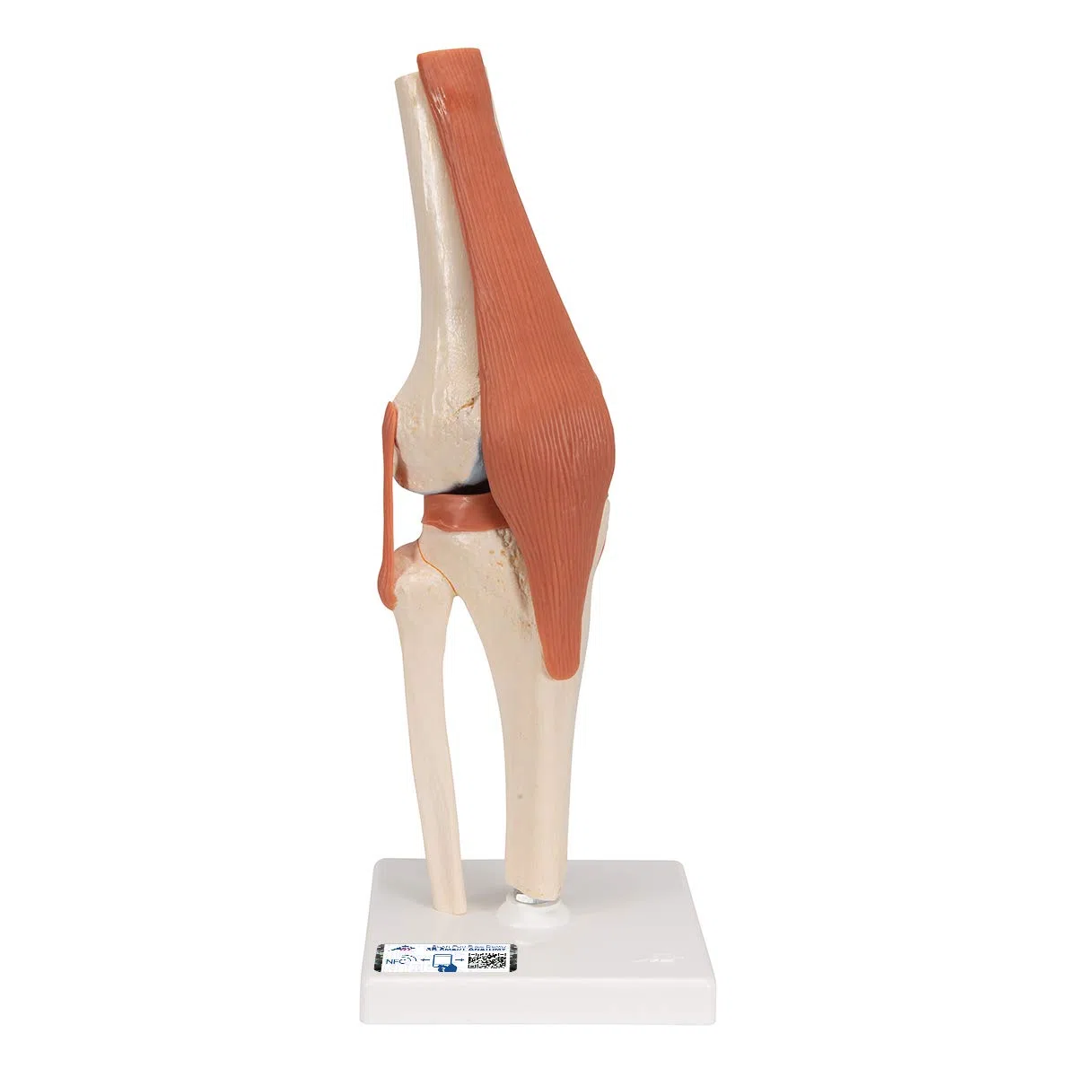 3B Scientific A82/1 Modello Funzionale di Lusso dell'Articolazione del Ginocchio + software gratuito di anatomia - 3B Smart Anatomy