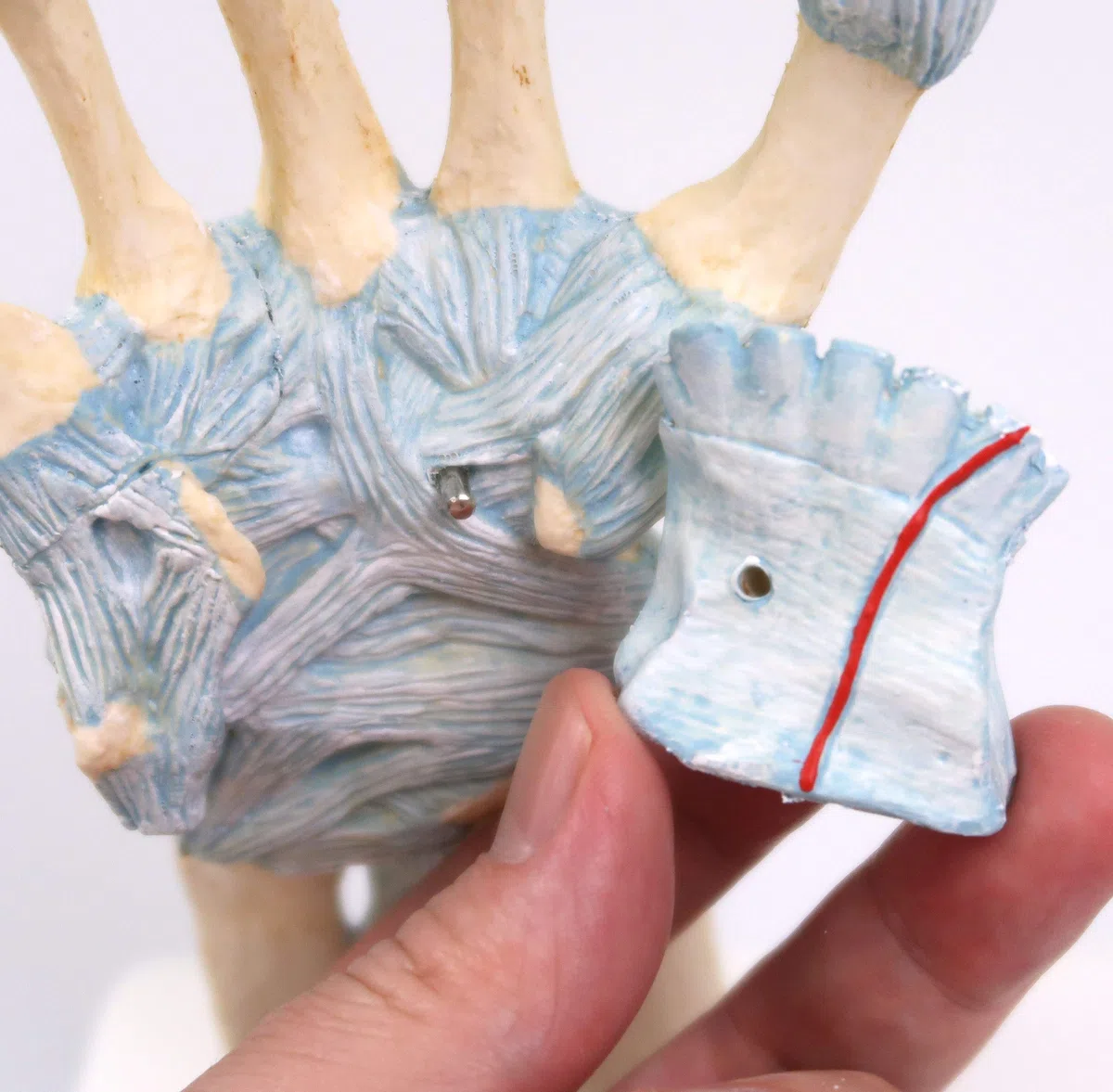 3B Scientific M33 Modello di Scheletro della Mano con Legamenti e Tunnel Carpale + software gratuito di anatomia - 3B Smart Anatomy