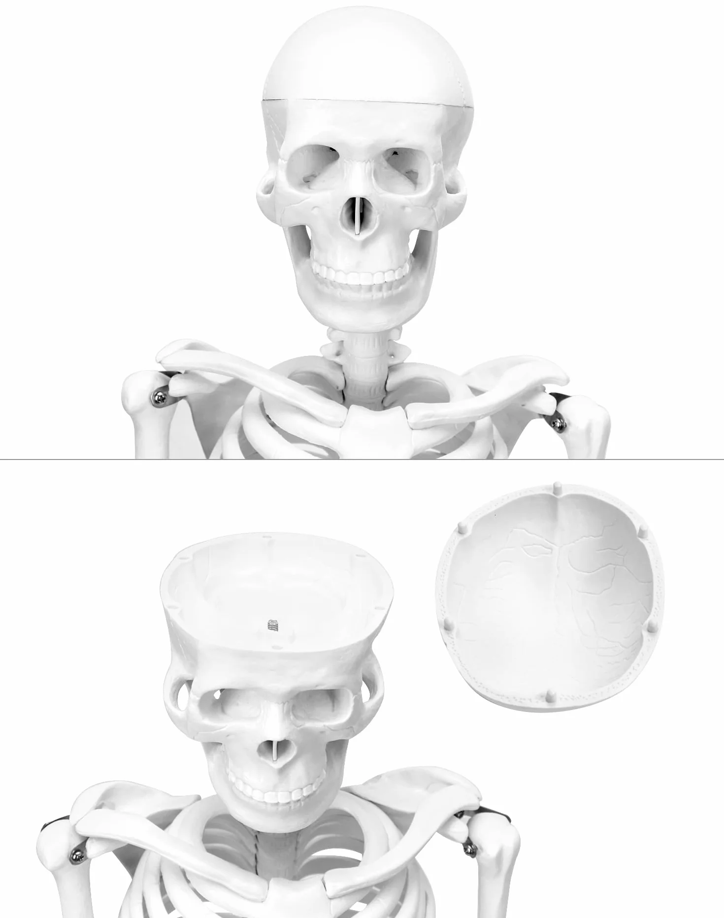QWORK® Modello Anatomico Scheletro Umano, 85 cm, Flessibile, Per Strumento di Visualizzazione dell'Insegnamento