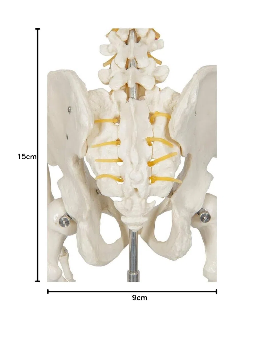 Elementary Anatomy 1021930, Modello Anatomico di Scheletro Umano, Grandezza Naturale 175 cm -Halloween