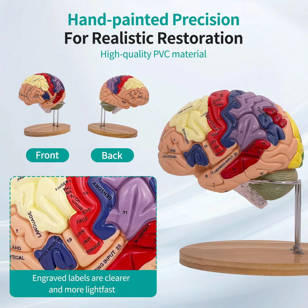 Modello Anatomico di Cervello Umano, 2x Modello Di Anatomia Cerebrale Con Codice Colore A 4 Parti Con Figure A 9 Staccabili per la Visualizzazione di Medico di Neuroscienze Scienze Ricerca