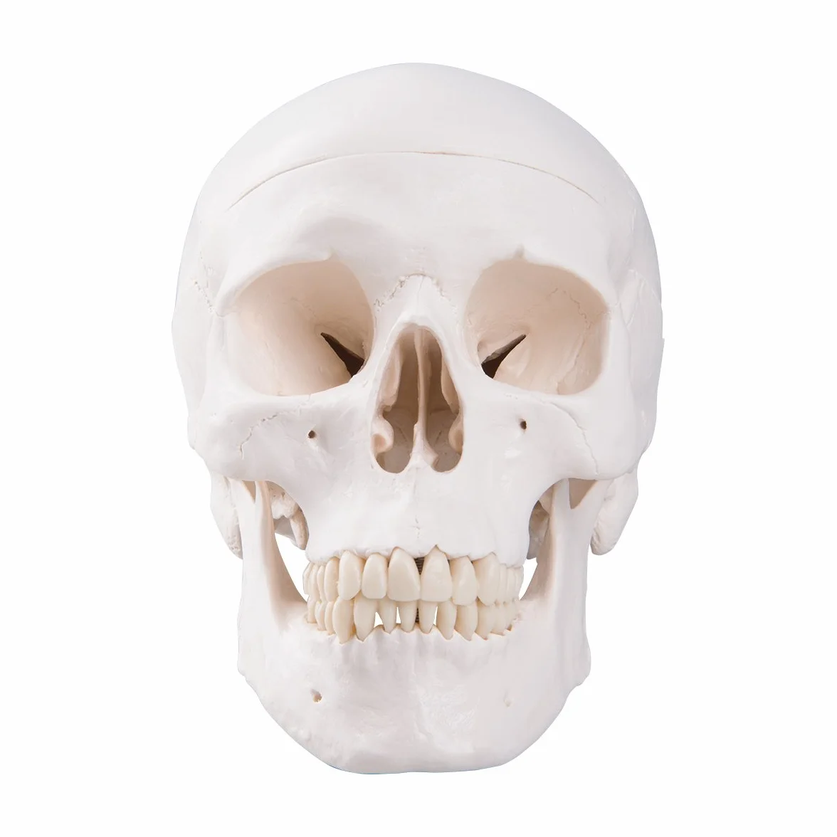3B Scientific A20 Cranio, Modello Classico, in 3 Parti + software gratuito di anatomia - 3B Smart Anatomy