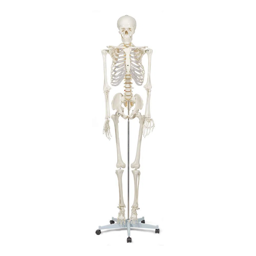 Elementary Anatomy 1021930, Modello Anatomico di Scheletro Umano, Grandezza Naturale 175 cm -Halloween