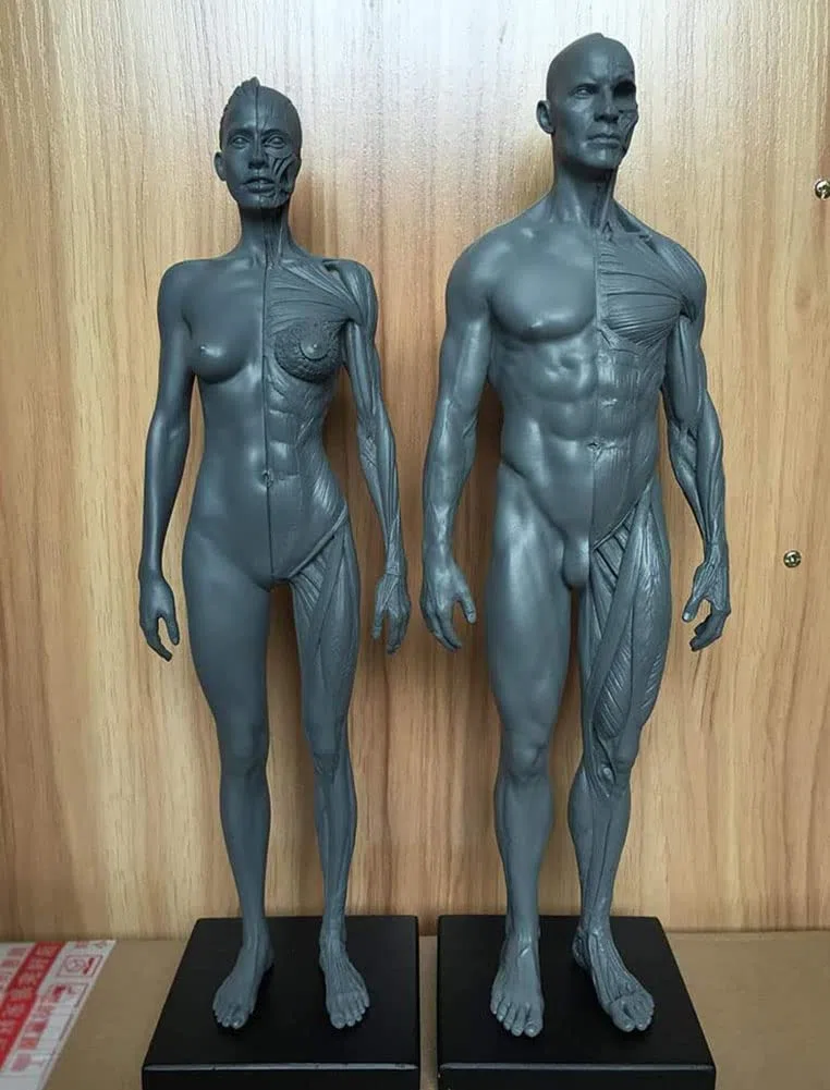 Anatomia del Corpo Umano Figura, Muscolo Maschio Donne Umano Scheletro Modello Anatomico, Anatomico Umano Muscolare Bone Modello, Riferimento per L'artista, 30 cm, 2 Pezzi
