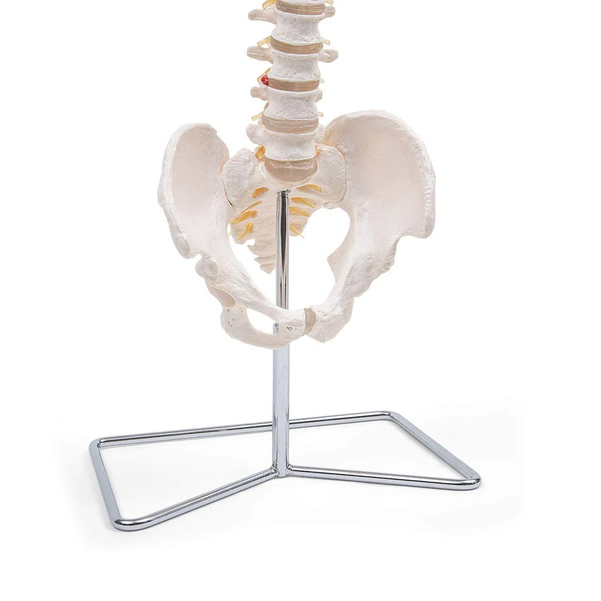 Anatomia Elementare Modello di Colonna Vertebrale – Modello Anatomico di Colonna Umana a Grandezza Naturale, Nervi Spinali, Arteria Cervicale, PVC Durevole
