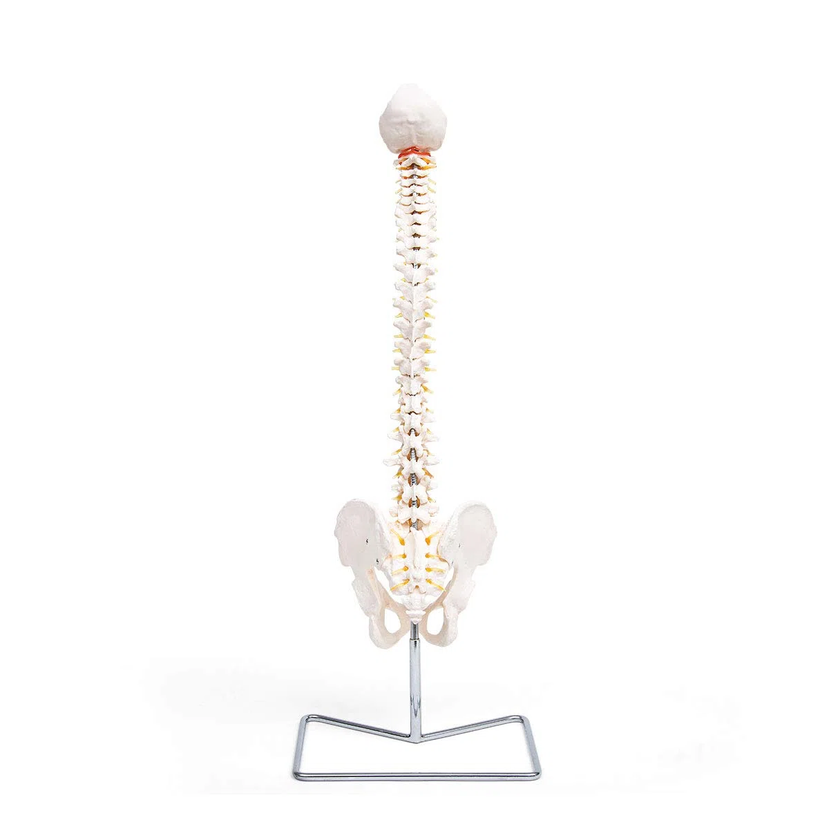 Anatomia Elementare Modello di Colonna Vertebrale – Modello Anatomico di Colonna Umana a Grandezza Naturale, Nervi Spinali, Arteria Cervicale, PVC Durevole