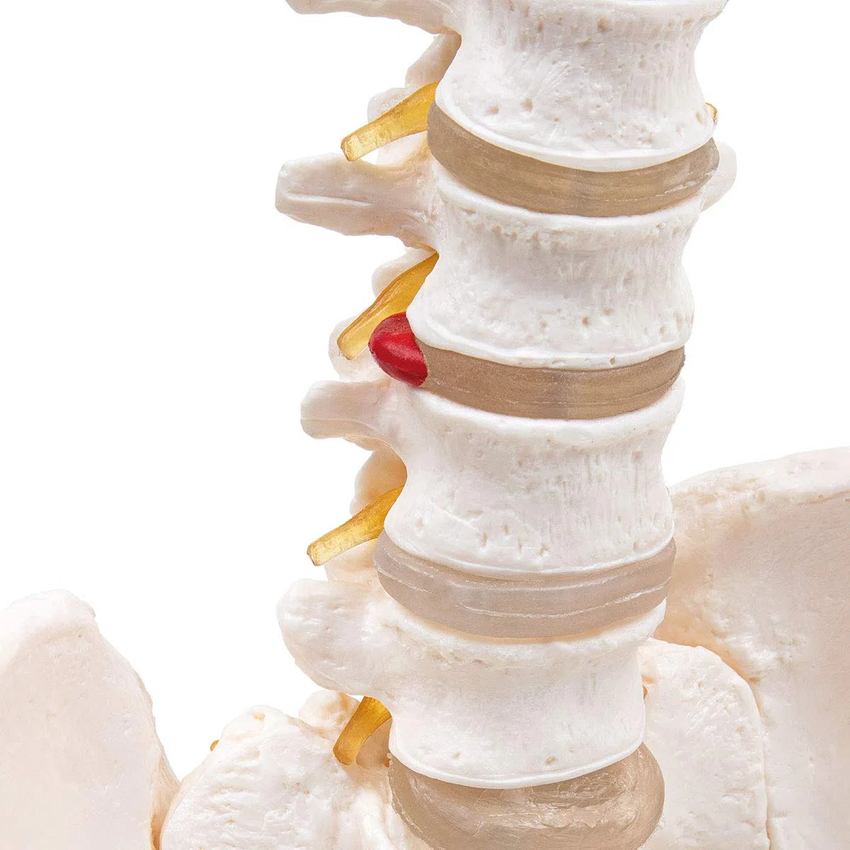 Anatomia Elementare Modello di Colonna Vertebrale – Modello Anatomico di Colonna Umana a Grandezza Naturale, Nervi Spinali, Arteria Cervicale, PVC Durevole