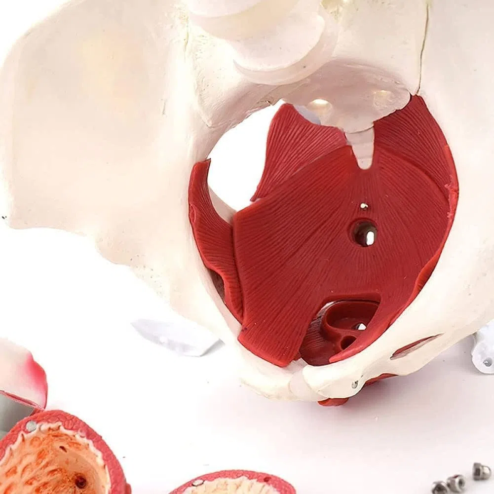 Modello Bacino Femminile Scheletro Femminile Pavimento pelvico Modello pelvico anatomico Bacino Femminile Modello Pavimento pelvico Formazione università ClinicheLaboratorio