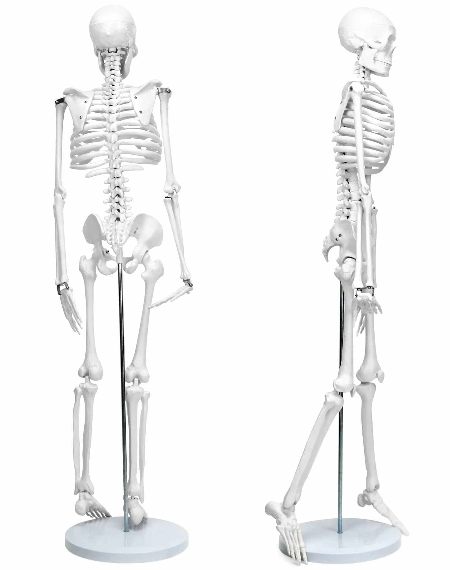 QWORK® Modello Anatomico Scheletro Umano, 85 cm, Flessibile, Per Strumento di Visualizzazione dell'Insegnamento