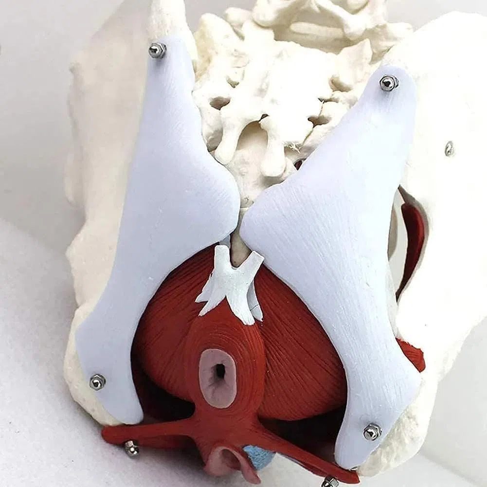 Modello Bacino Femminile Scheletro Femminile Pavimento pelvico Modello pelvico anatomico Bacino Femminile Modello Pavimento pelvico Formazione università ClinicheLaboratorio