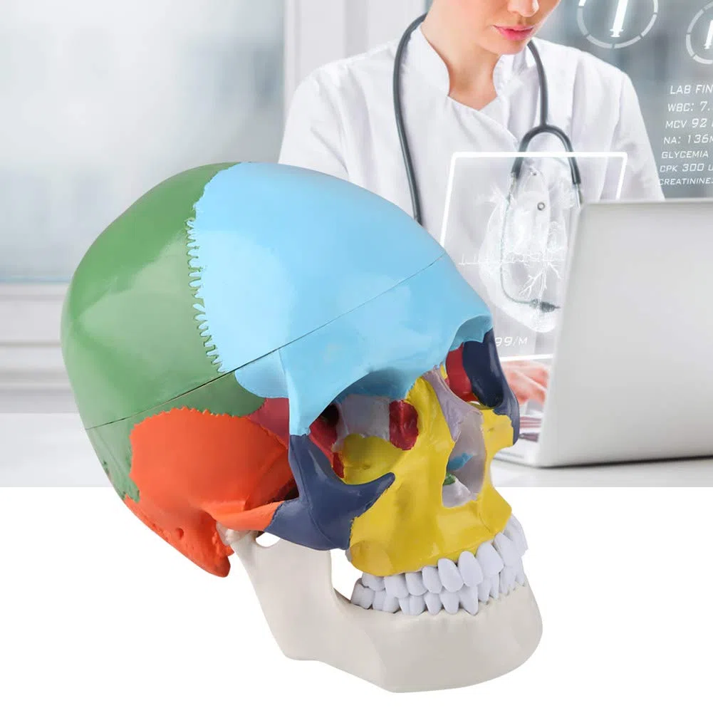 Anatomico Cranio Umano Modello Magnetico Staccabile Con Carta Di Riconoscimento Per Plastica Per Insegnamento Medico Didattico Anatomico Per Studio Anatomico Per Formazione Medica
