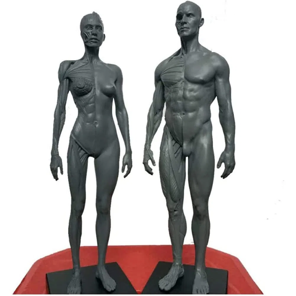 Anatomia del Corpo Umano Figura, Muscolo Maschio Donne Umano Scheletro Modello Anatomico, Anatomico Umano Muscolare Bone Modello, Riferimento per L'artista, 30 cm, 2 Pezzi