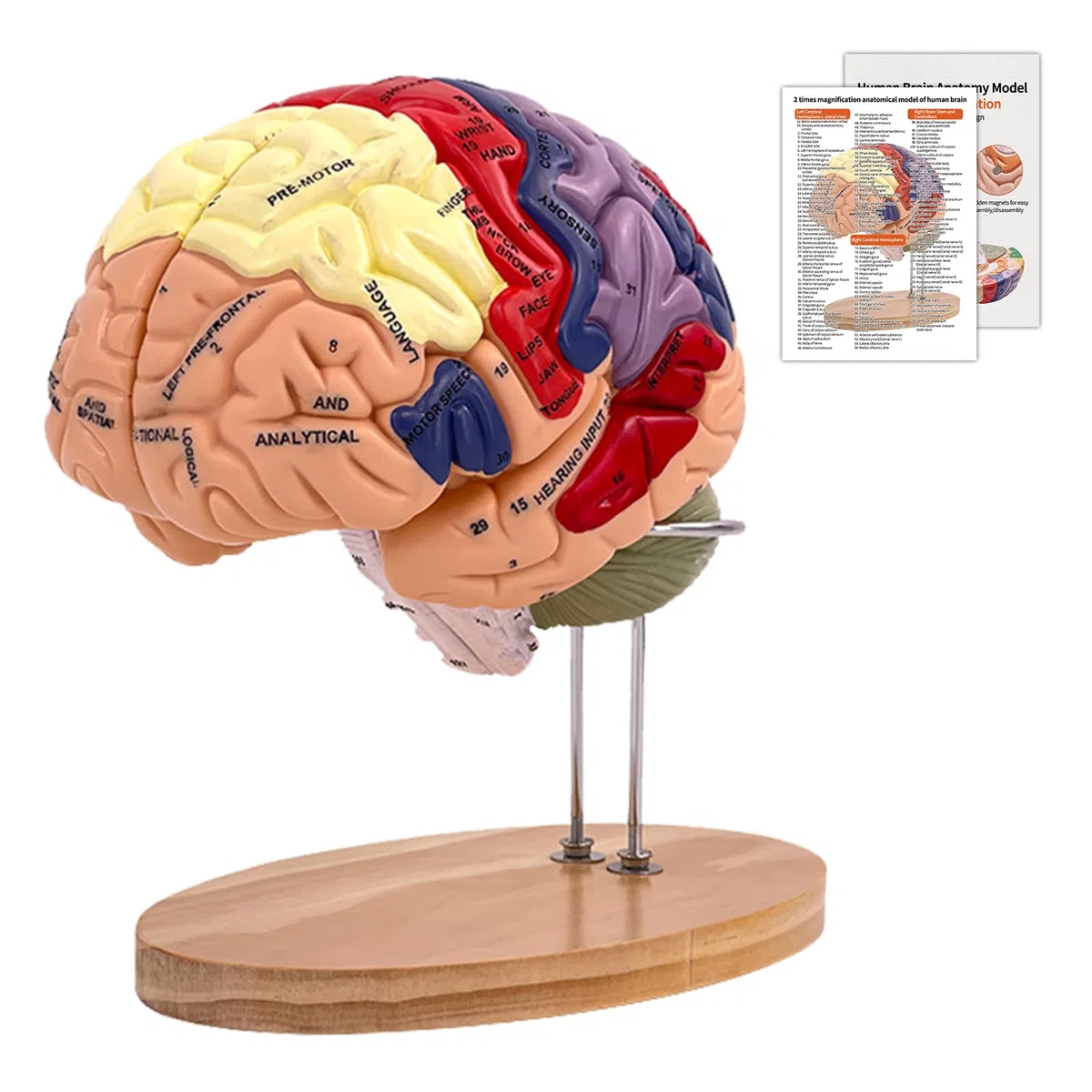 Modello Anatomico di Cervello Umano, 2x Modello Di Anatomia Cerebrale Con Codice Colore A 4 Parti Con Figure A 9 Staccabili per la Visualizzazione di Medico di Neuroscienze Scienze Ricerca