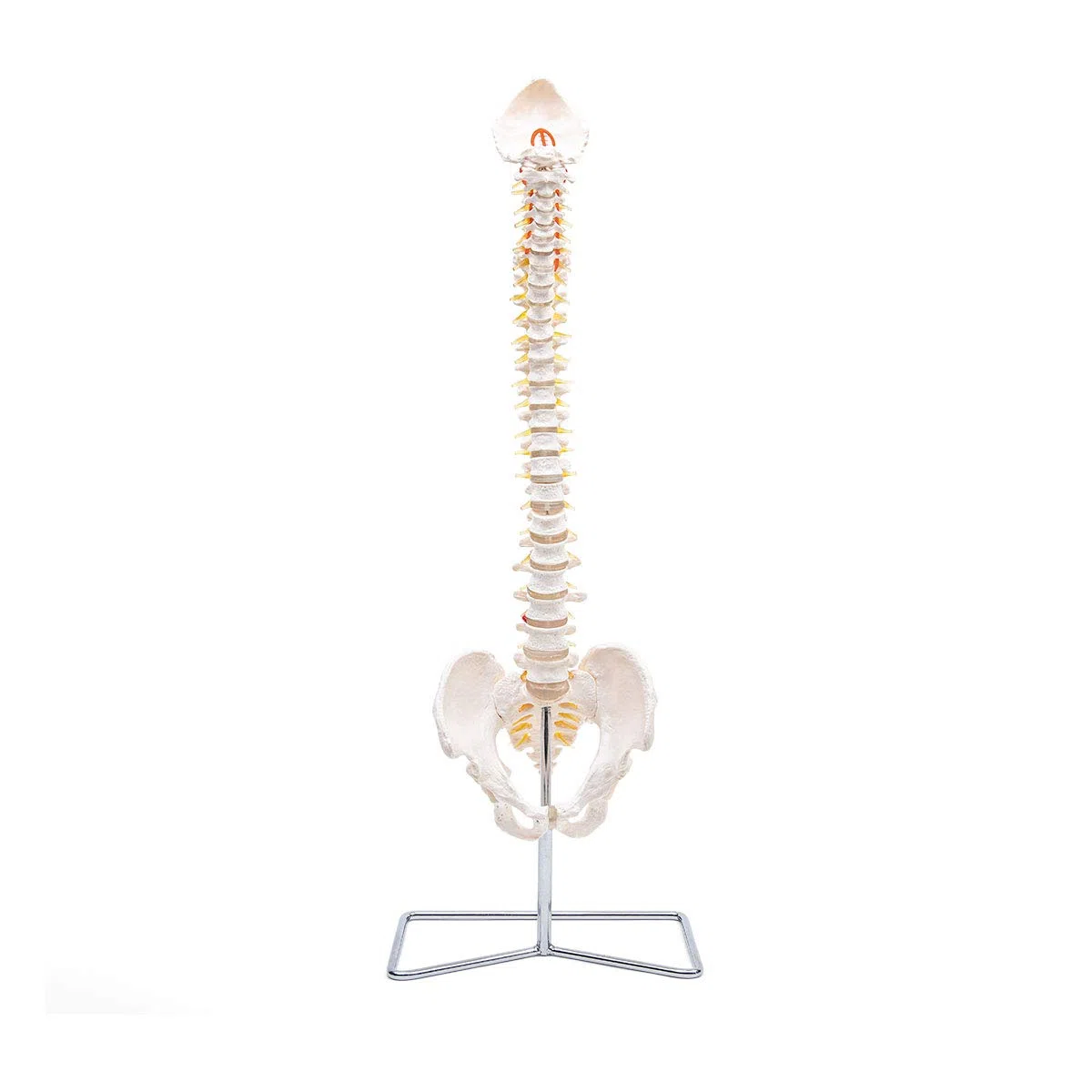 Anatomia Elementare Modello di Colonna Vertebrale – Modello Anatomico di Colonna Umana a Grandezza Naturale, Nervi Spinali, Arteria Cervicale, PVC Durevole