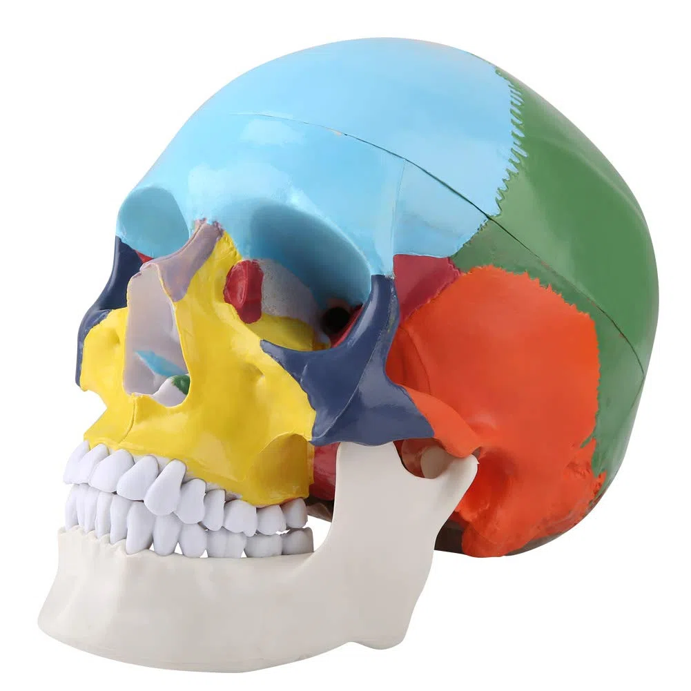 Anatomico Cranio Umano Modello Magnetico Staccabile Con Carta Di Riconoscimento Per Plastica Per Insegnamento Medico Didattico Anatomico Per Studio Anatomico Per Formazione Medica