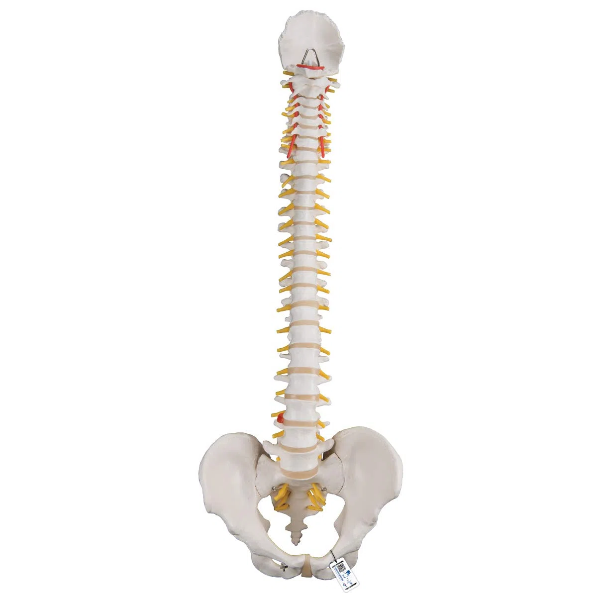 3B Scientific A58/1 Colonna Vertebrale Flessibile Classica + software gratuito di anatomia - 3B Smart Anatomy