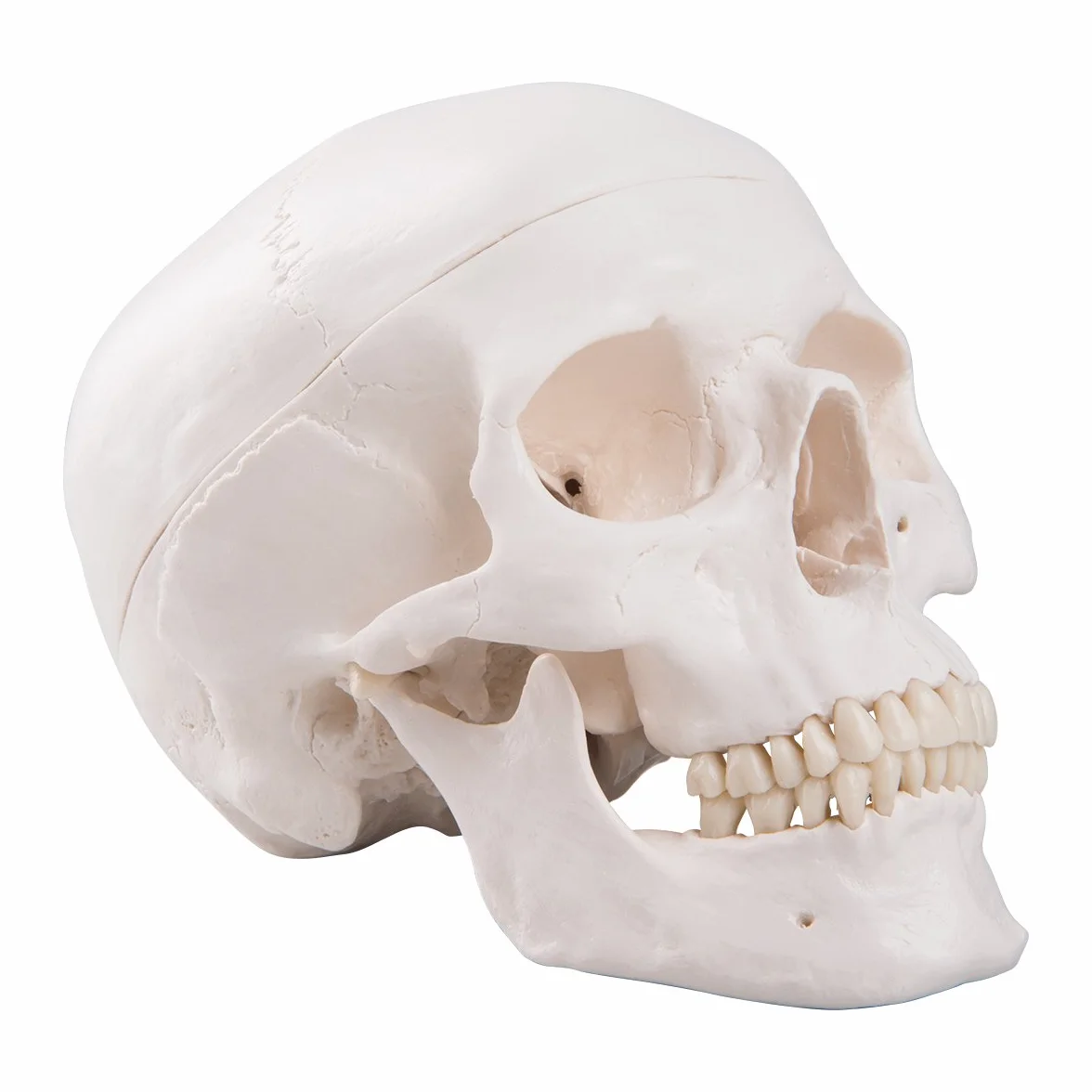 3B Scientific A20 Cranio, Modello Classico, in 3 Parti + software gratuito di anatomia - 3B Smart Anatomy