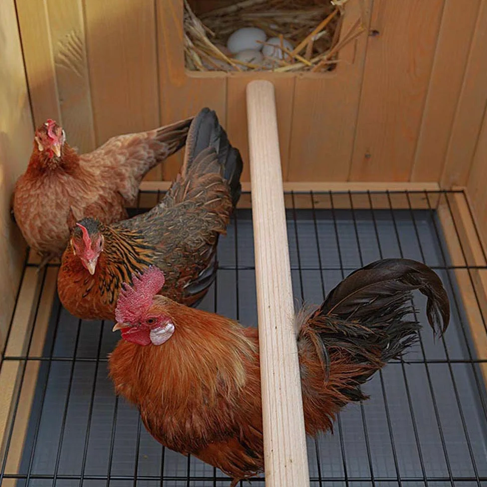 Ferplast Pollaio Casetta per polli Galline ovaiole HEN HOUSE 30 da esterno, in legno FSC, per circa 6 galline, Accessori inclusi