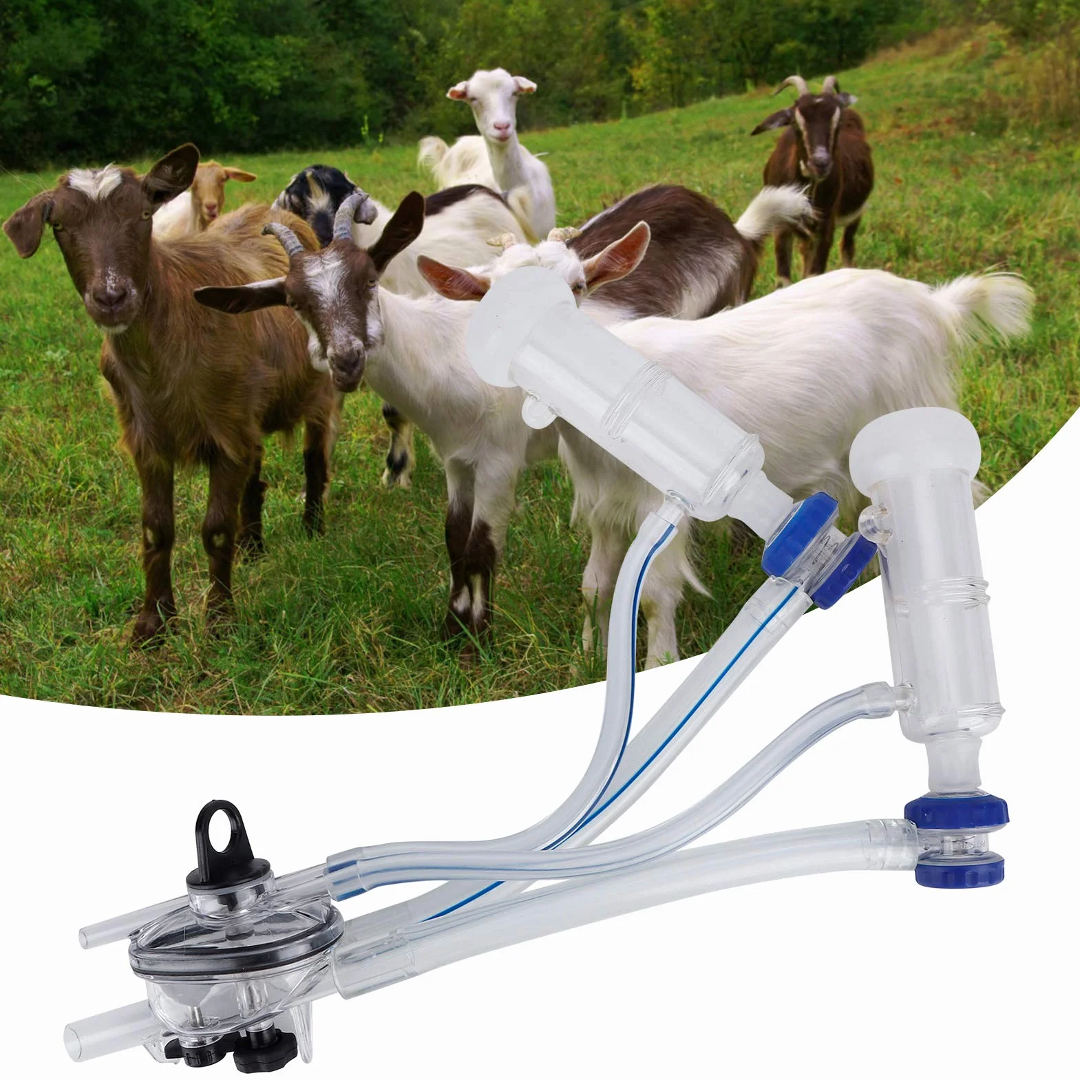 Voluxe Gruppi di mungitura delle Pecore, collettore del Latte della Tazza del capezzolo di mungitura per i Pezzi di Ricambio della Macchina della mungitrice