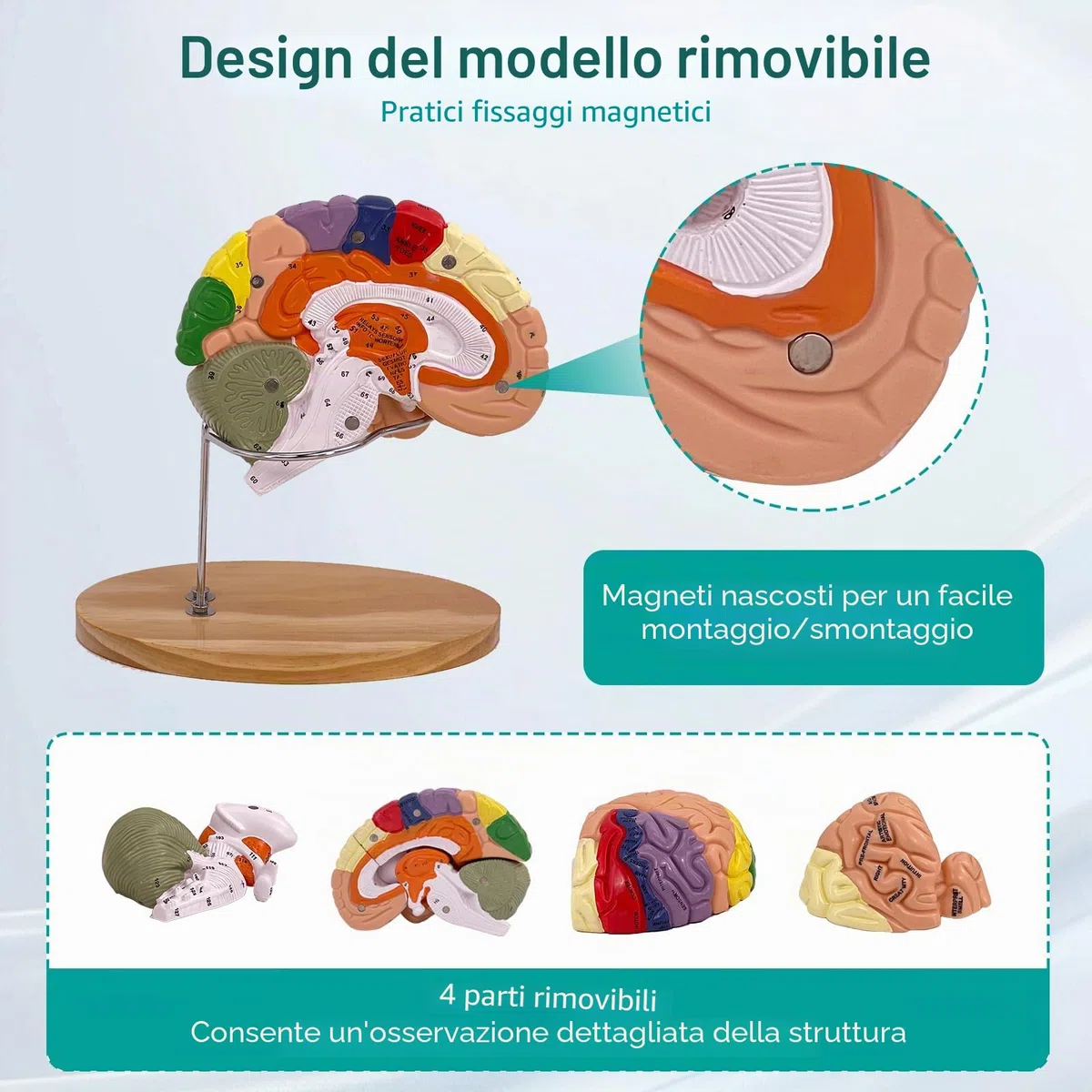 Modello Anatomico di Cervello Umano, 2x Modello Di Anatomia Cerebrale Con Codice Colore A 4 Parti Con Figure A 9 Staccabili per la Visualizzazione di Medico di Neuroscienze Scienze Ricerca